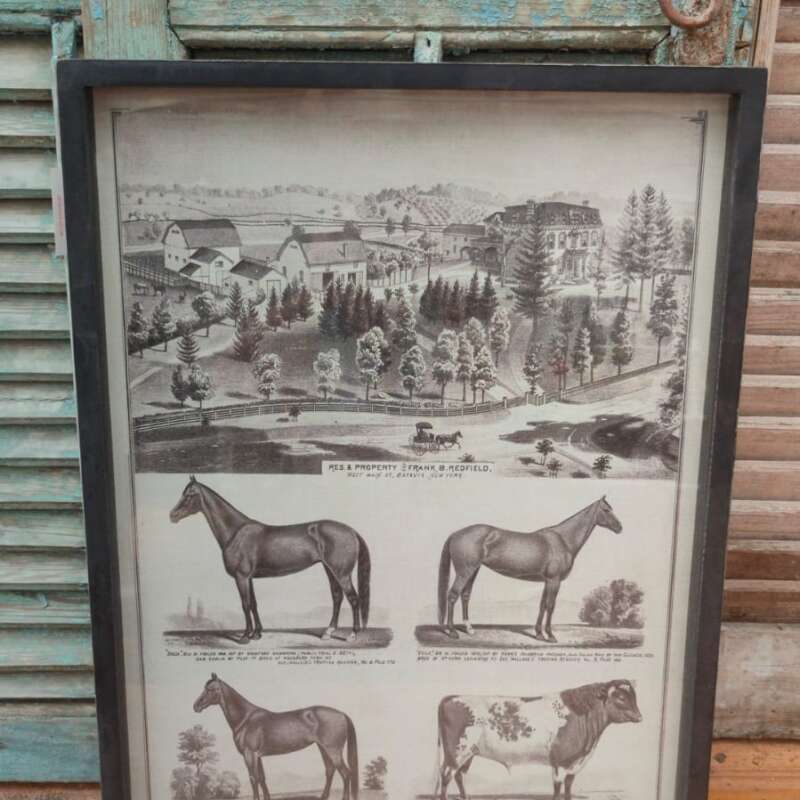 Print paarden & koeien