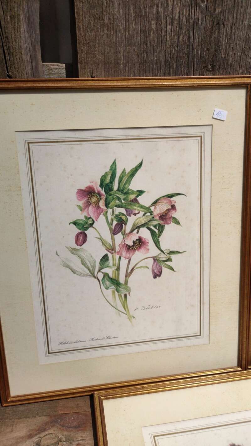 Chromolitho's bloemen - Afbeelding 4