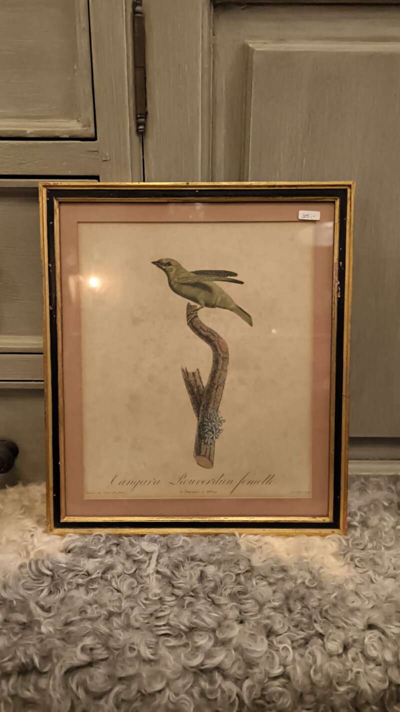 chromolitho's van vogel - Afbeelding 2