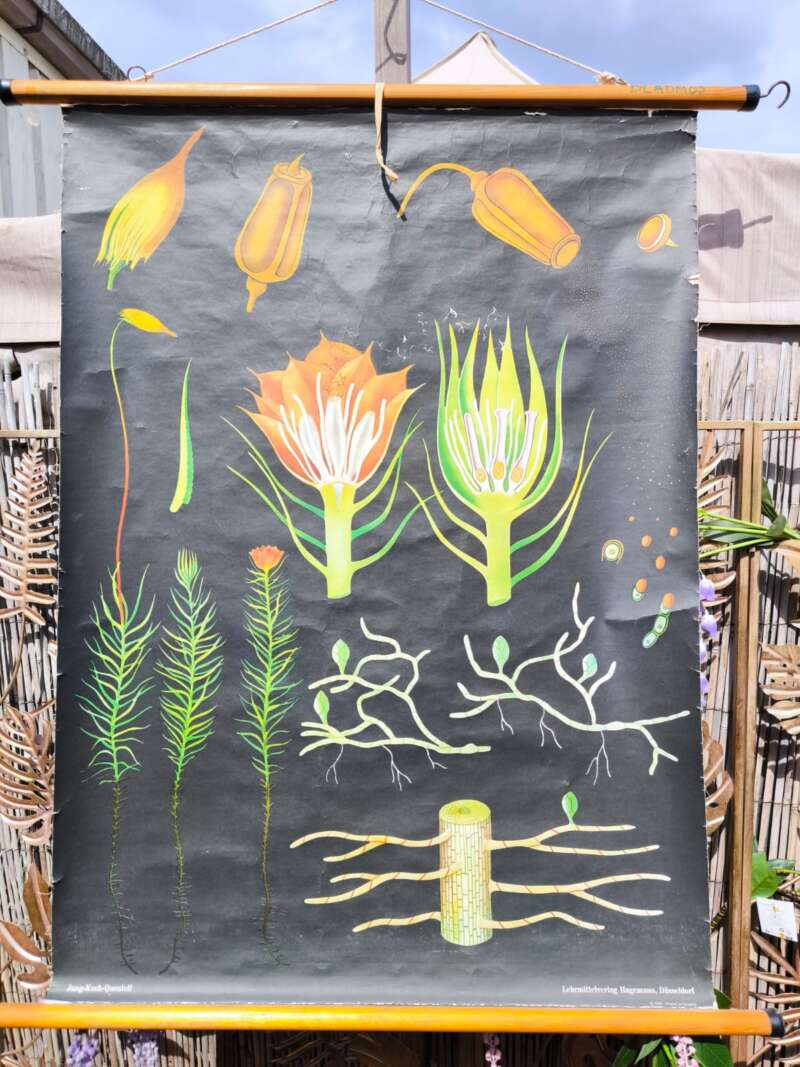 Oude Schoolplaat Jung-Koch-Quentell bloem/plant