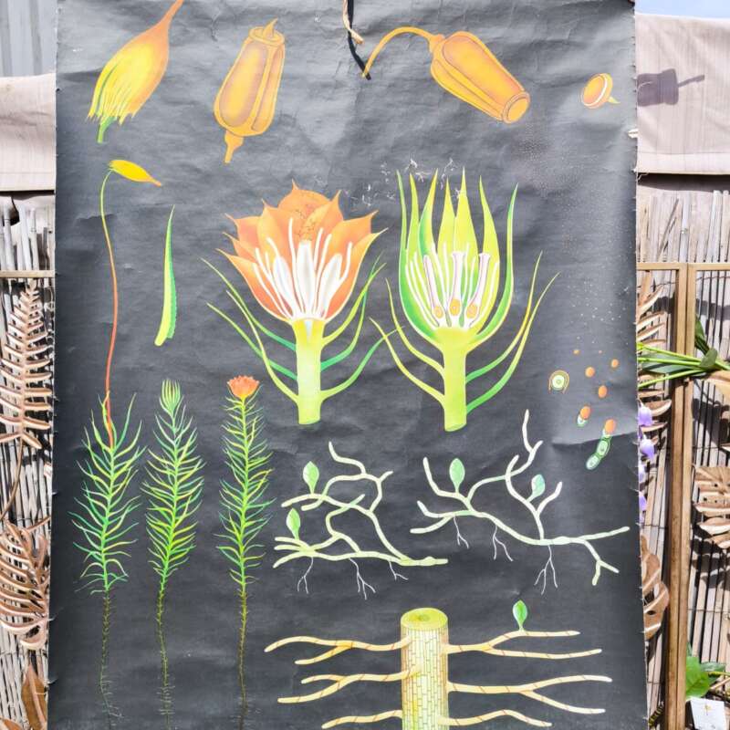 Oude Schoolplaat Jung-Koch-Quentell bloem/plant