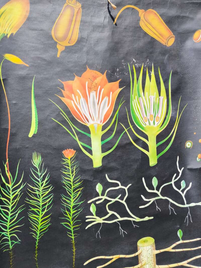 Oude Schoolplaat Jung-Koch-Quentell bloem/plant - Afbeelding 2