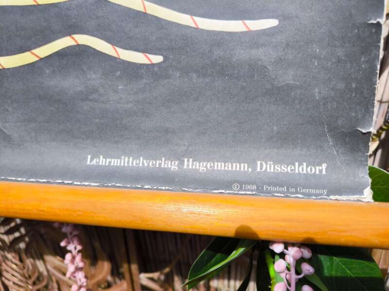 Oude Schoolplaat Jung-Koch-Quentell bloem/plant - Afbeelding 3