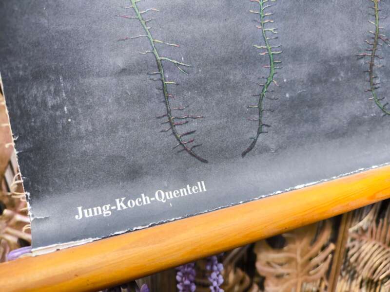 Oude Schoolplaat Jung-Koch-Quentell bloem/plant - Afbeelding 4
