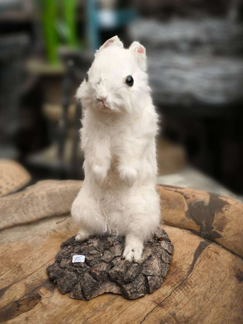 Taxidermie sneeuwkonijntje
