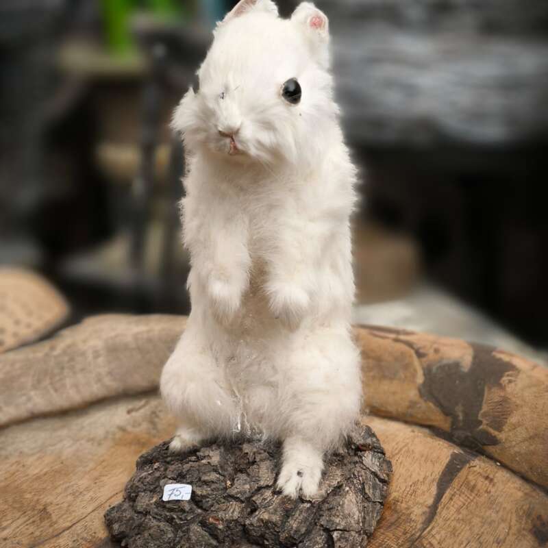 Taxidermie sneeuwkonijntje