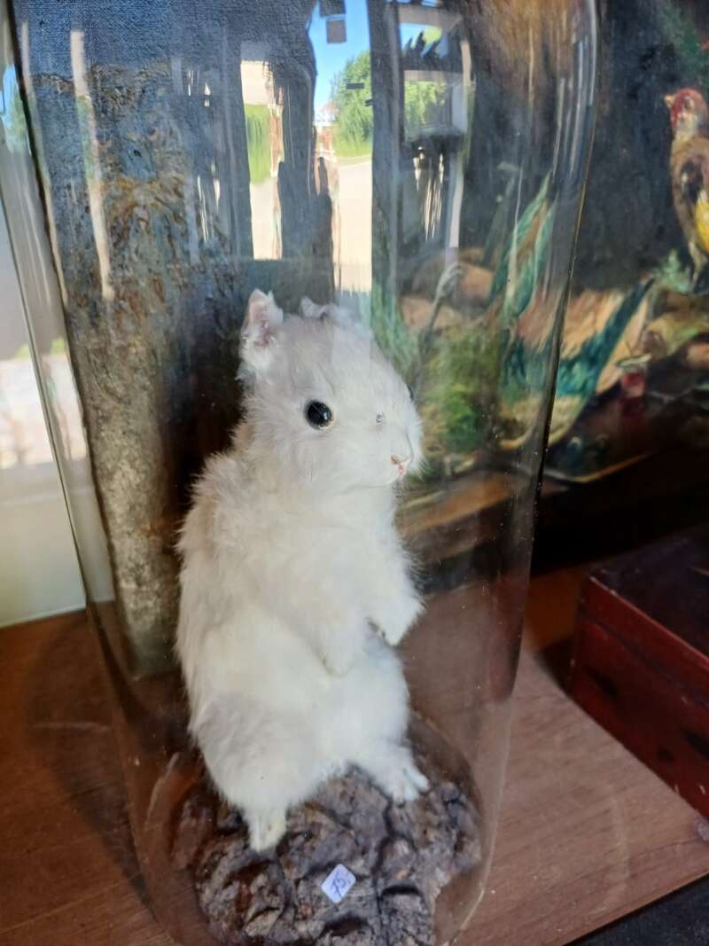 Taxidermie sneeuwkonijntje - Afbeelding 3