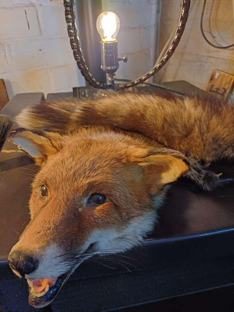 Taxidermie vossenkop + staart