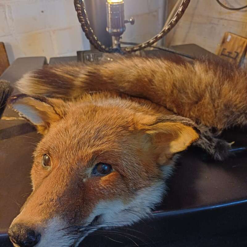 Taxidermie vossenkop + staart
